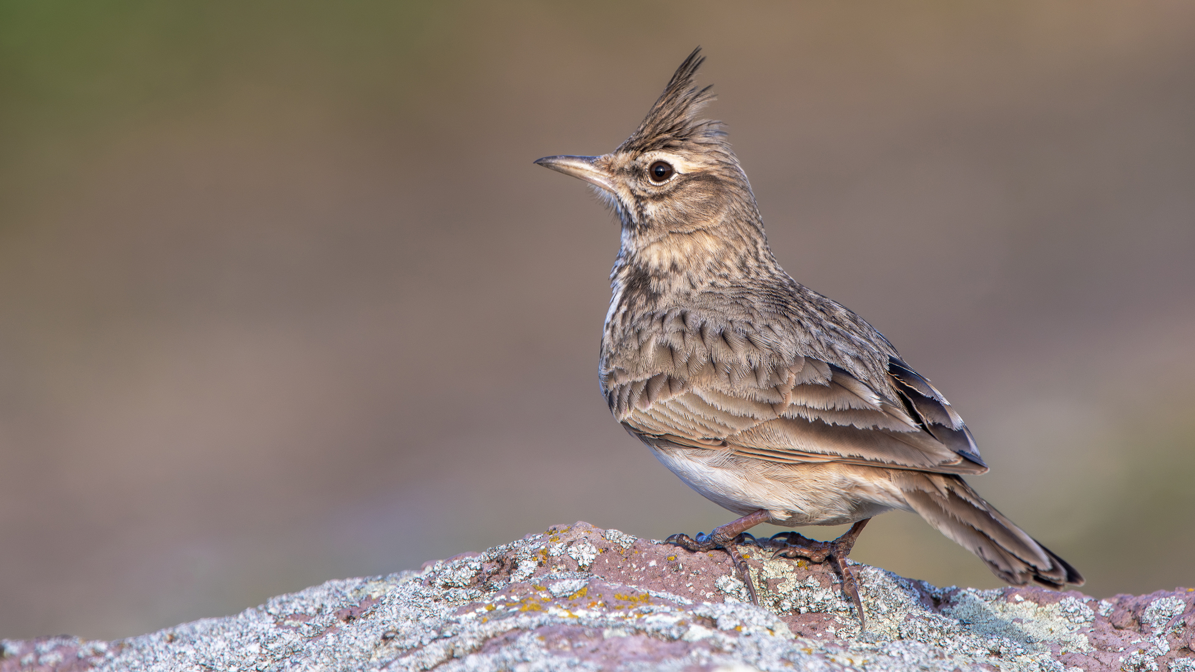 Crested Lark — Ana fotoğraf